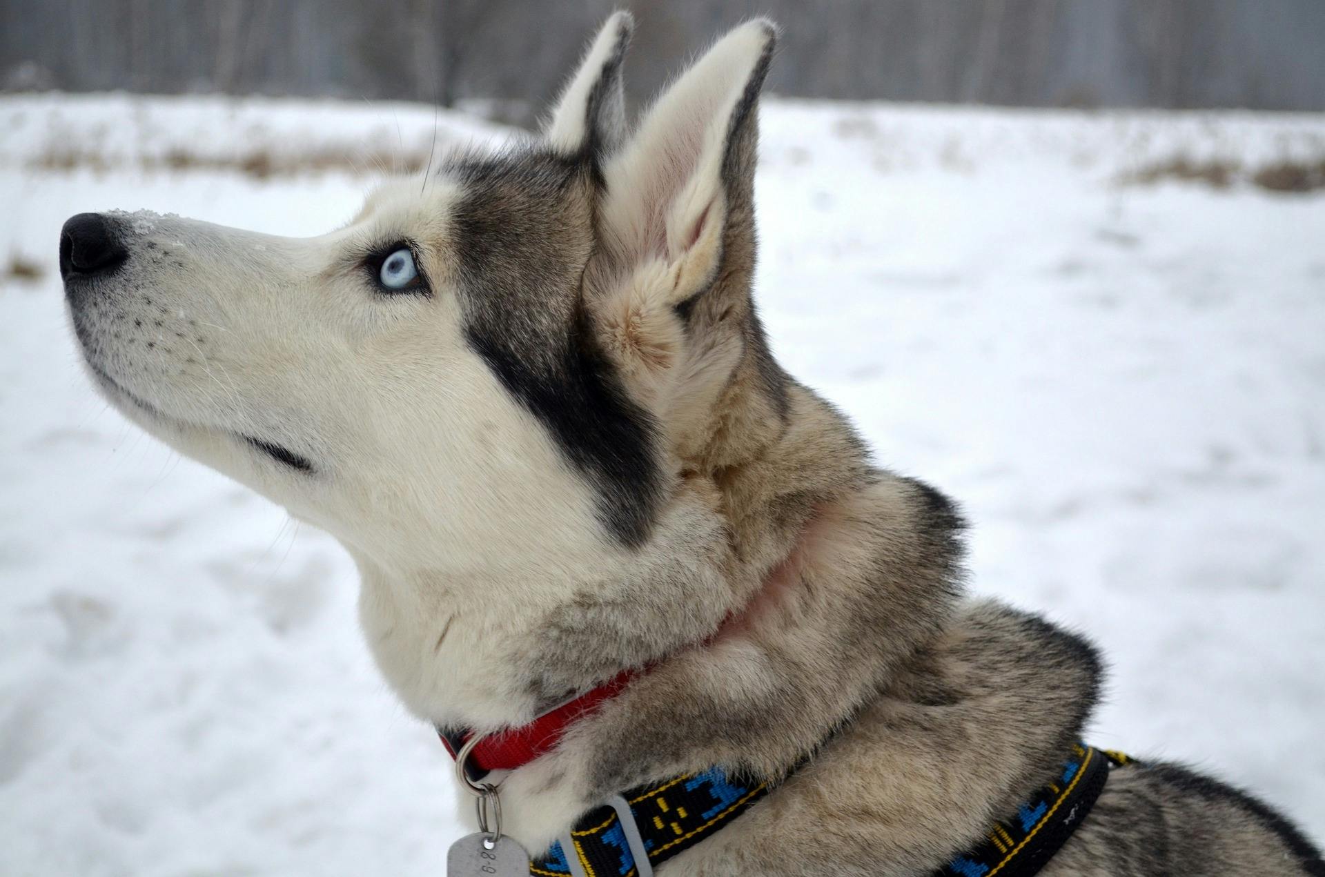 1.5-hour husky sled ride in Rovaniemi