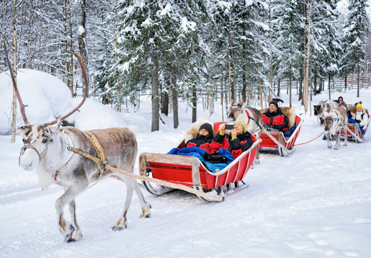 Reindeer Farm Visit Experience in Rovaniemi