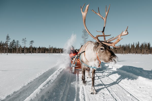 Rendierensledetocht door de bossen van Lapland