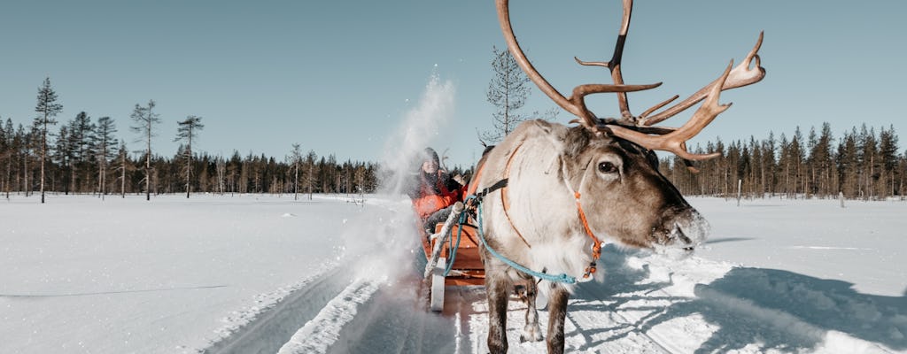 Reindeer sled ride in the forests of Lapland