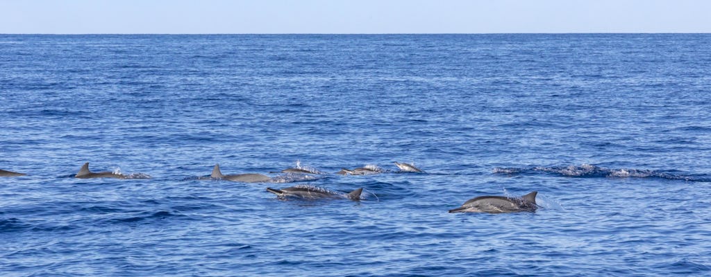 Mauritius dolphin and whale watching speedboat tour