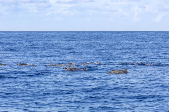 Excursão de lancha para observação de golfinhos e baleias nas Ilhas Maurício