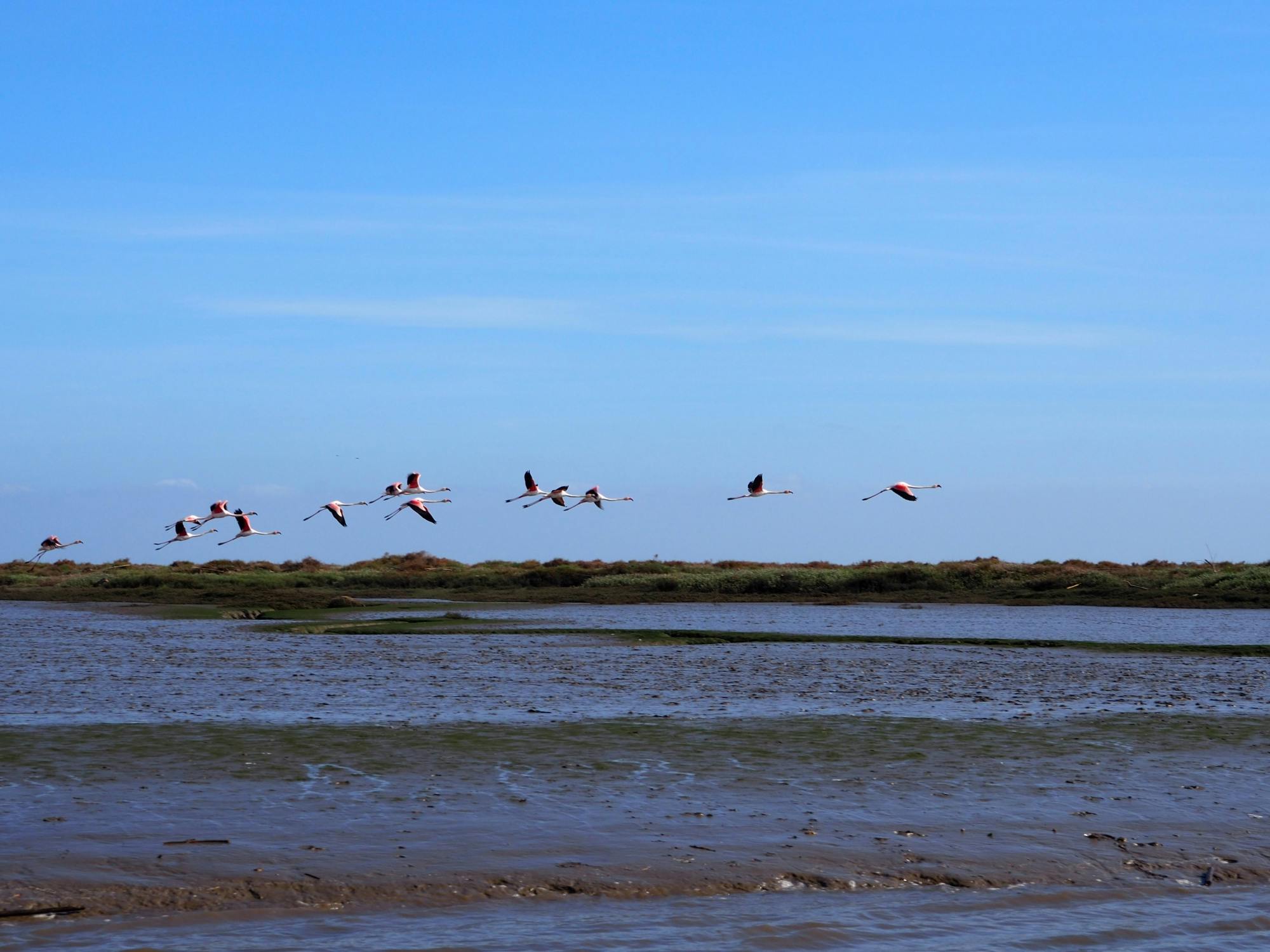 Observação de aves na Reserva Natural do Estuário do Tejo em Lisboa
