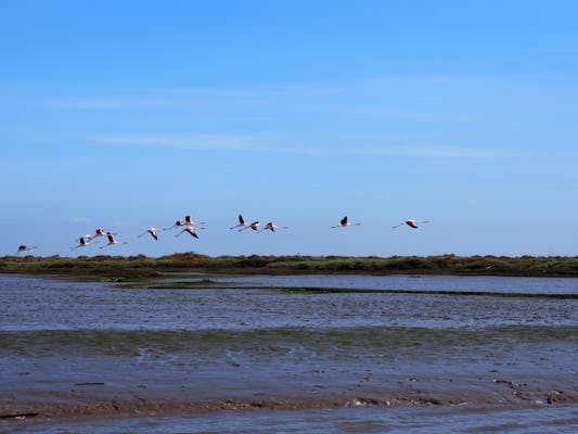 Bird watching in the Estuário do Tejo Natural Reserve in Lisbon