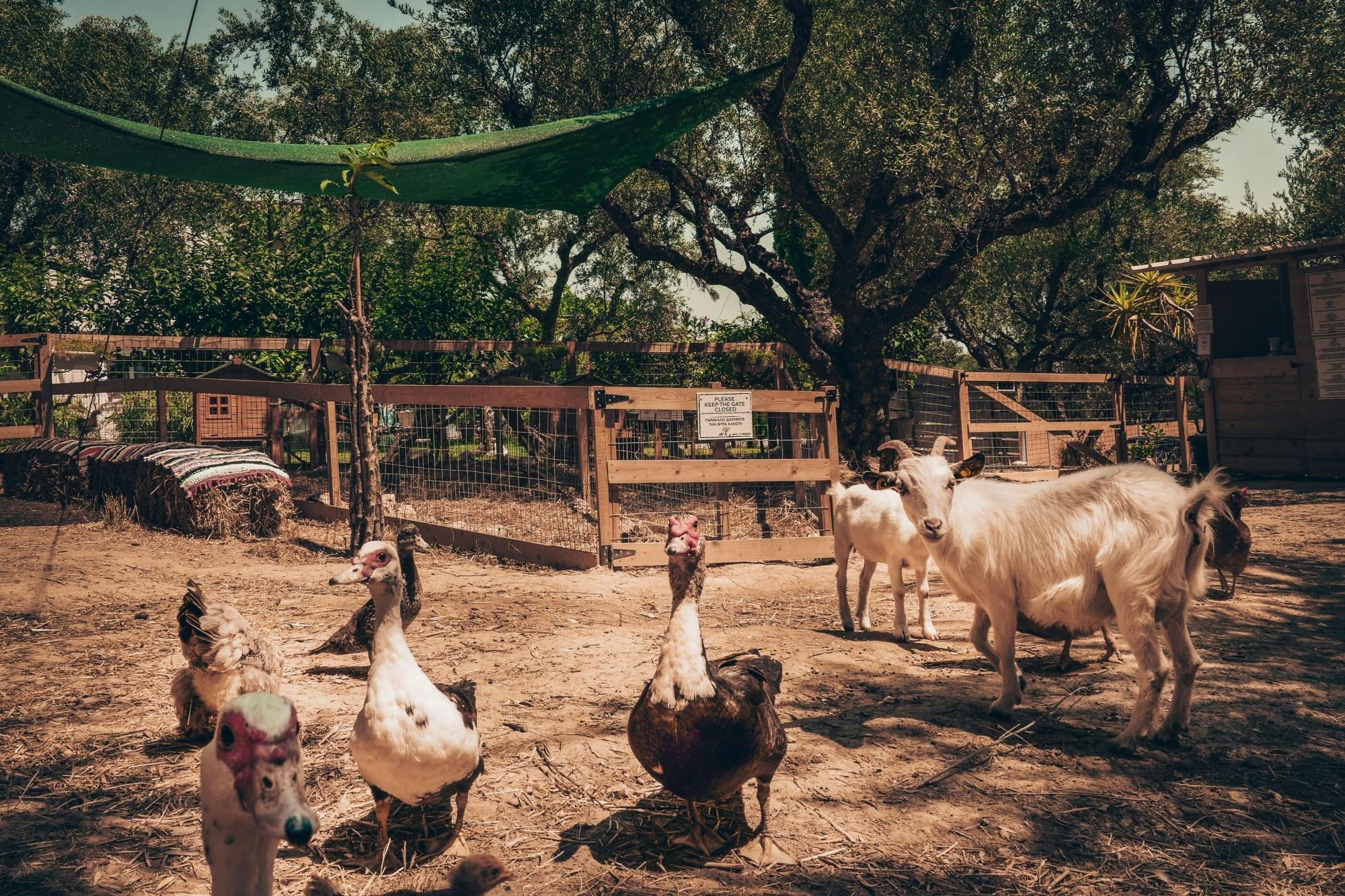 Visite de la petite ferme de Zante