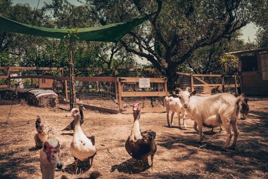 Visite de la petite ferme de Zante