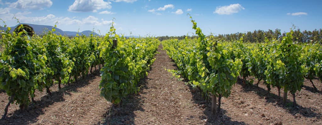 Weinbergspaziergang und Weinprobe mit Aperitif in Alghero