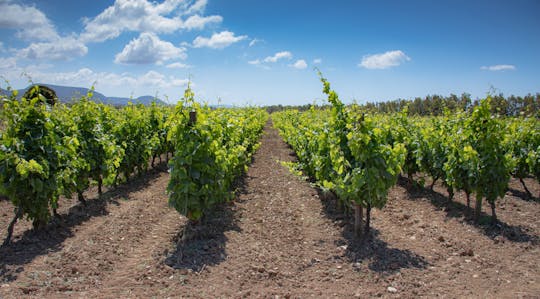 Promenade dans le vignoble et dégustation de vin avec apéritif à Alghero