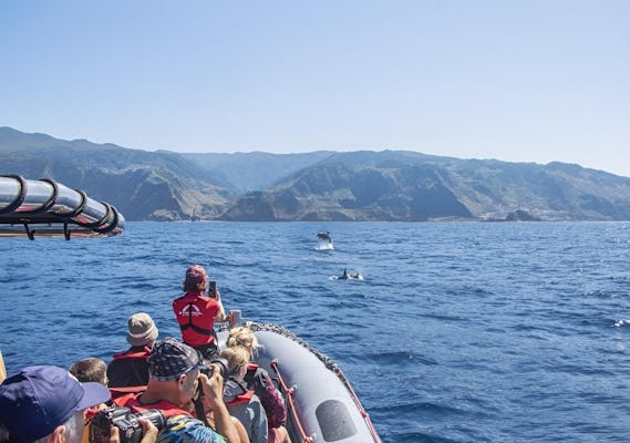 Whale and dolphin watching tour in Madeira from Porto Moniz