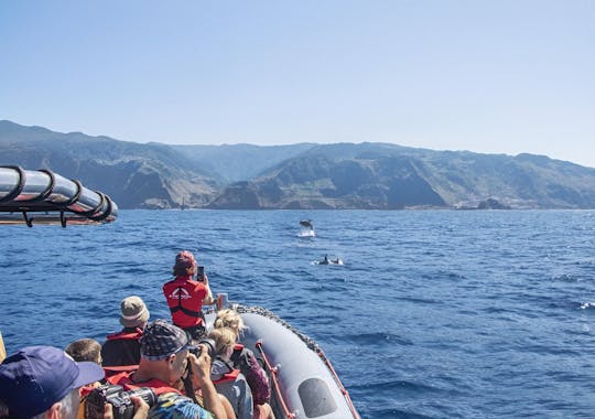 Tour de avistamiento de ballenas y delfines en Madeira desde Porto Moniz
