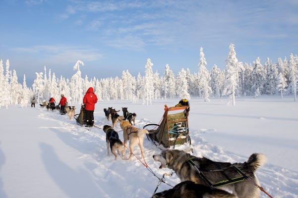 Levi Husky Visit with Sleigh Ride | musement
