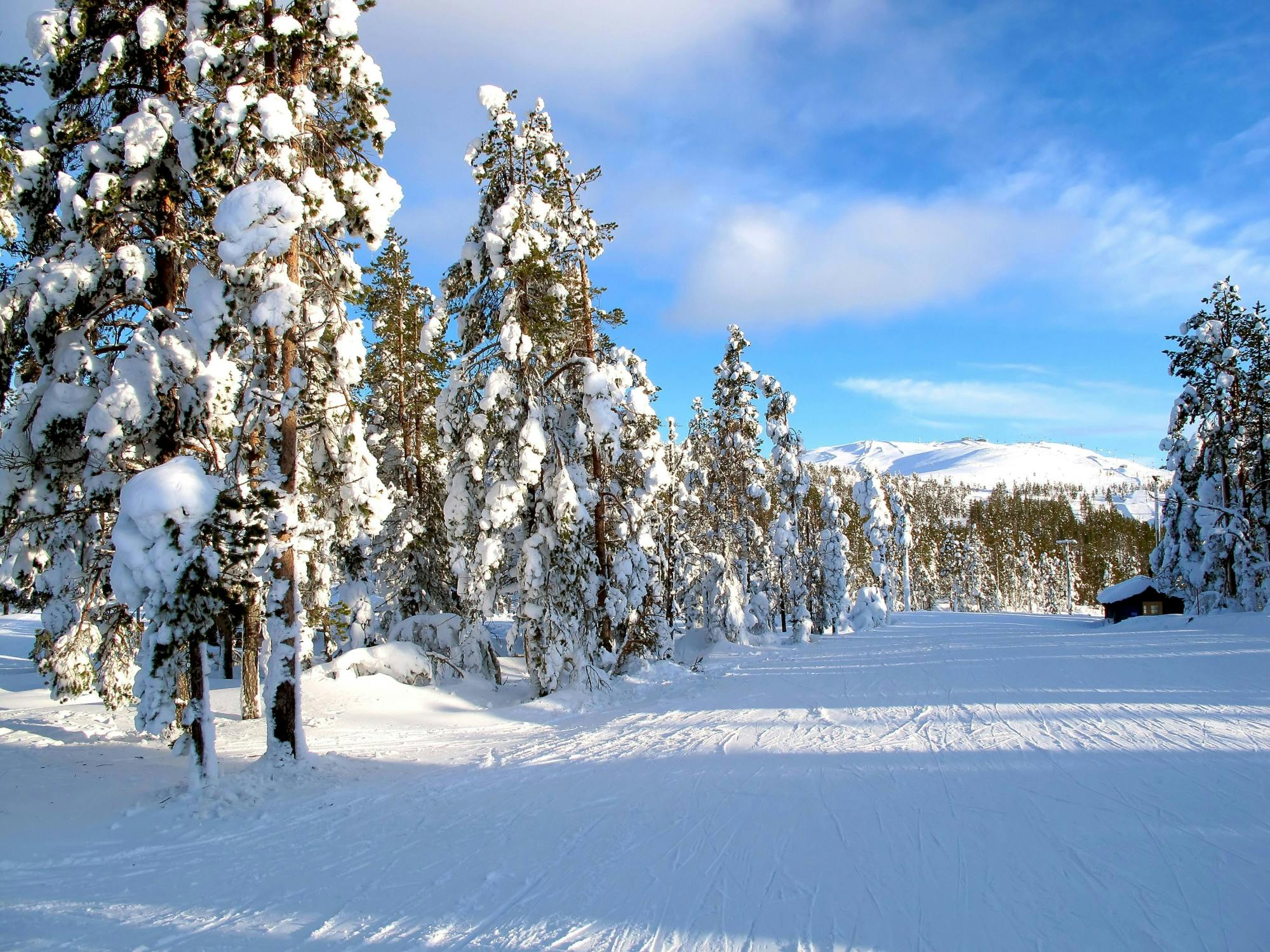 Levi Husky Park Visit with Sleigh Ride