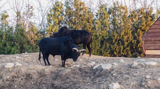 Accès au delphinarium, au zoo et au planétarium de Constanta