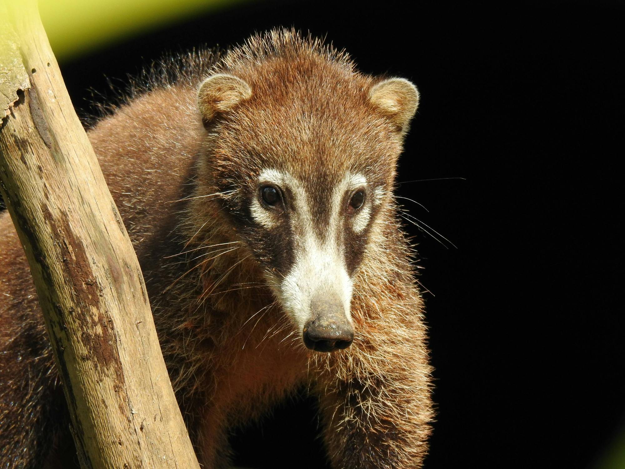 Guanacaste Wildlife Tour