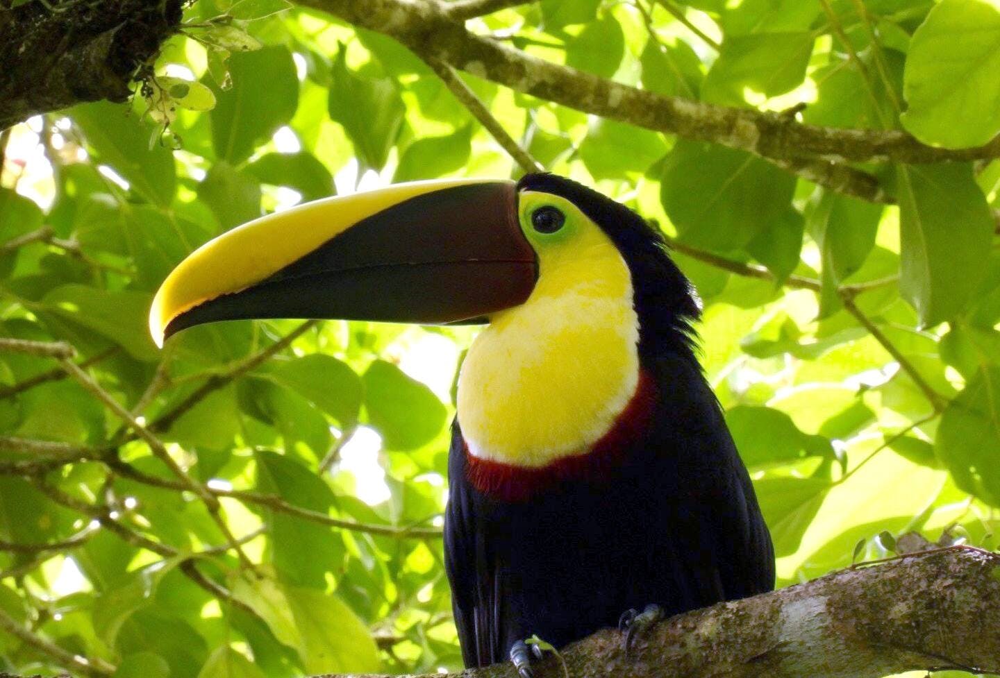 Guanacaste Wildlife Tour