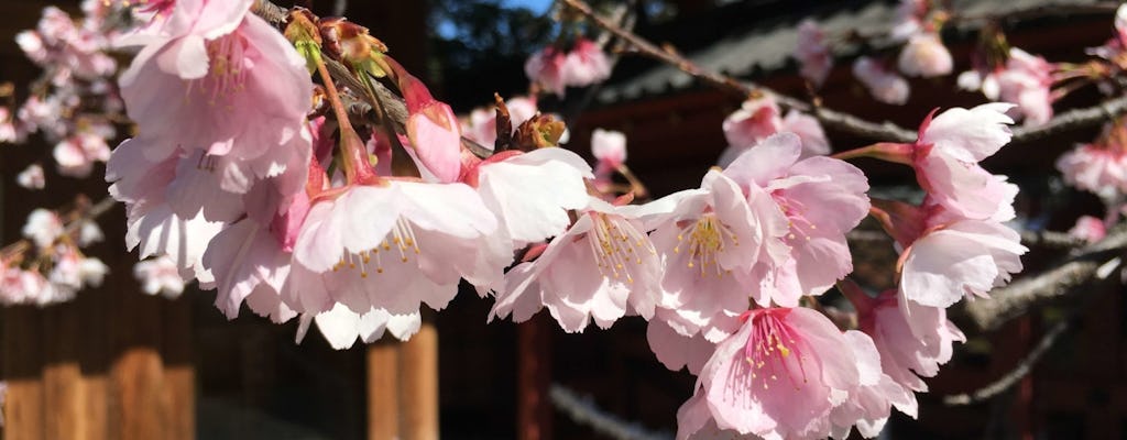 Recorrido gastronómico diurno de primavera en Tokio (flor de cerezo)