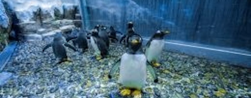 Pass standard pour l'aquarium et le zoo sous-marin de Dubaï