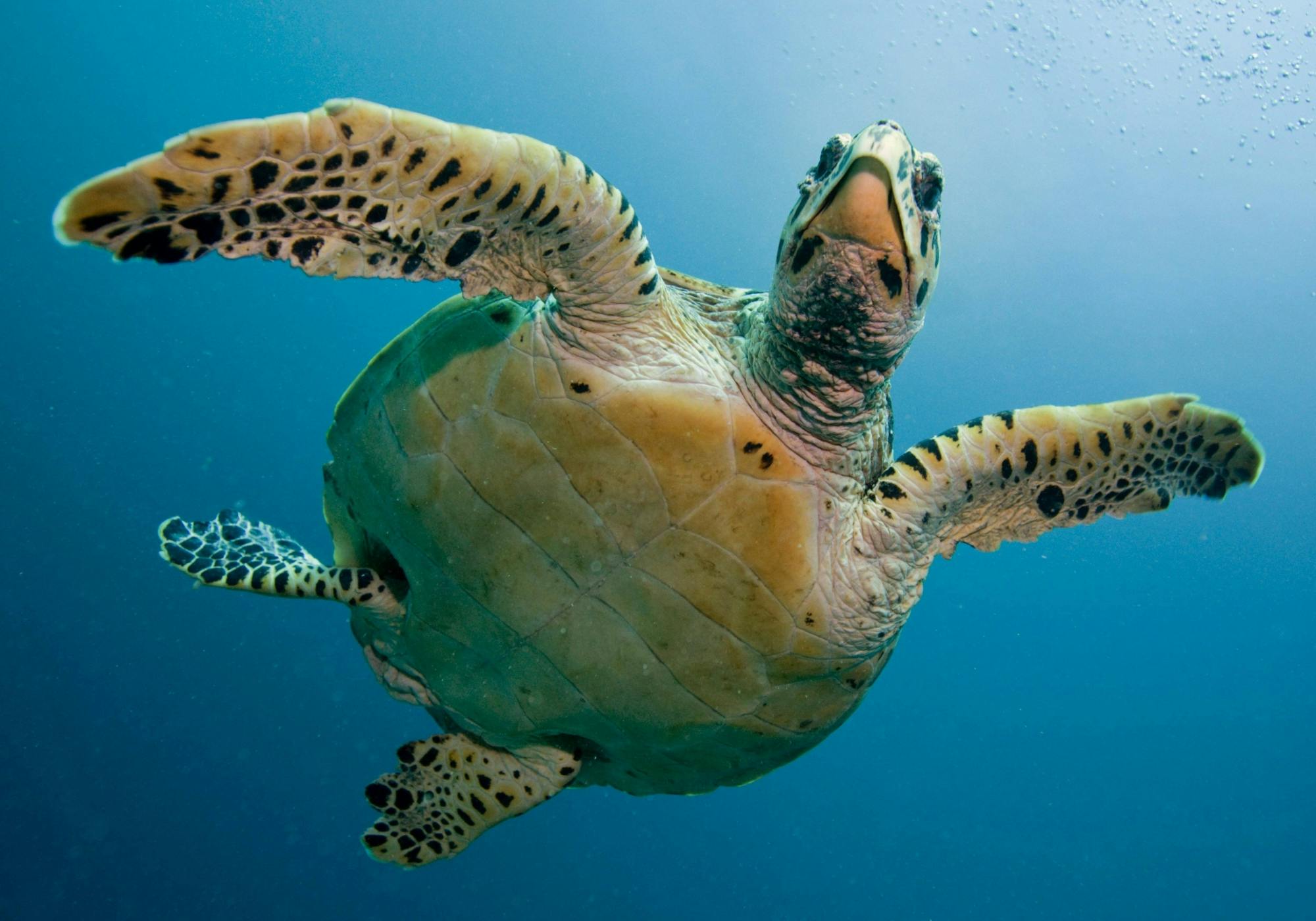 Puerto Morelos Reef Snorkelling Tour with Lunch