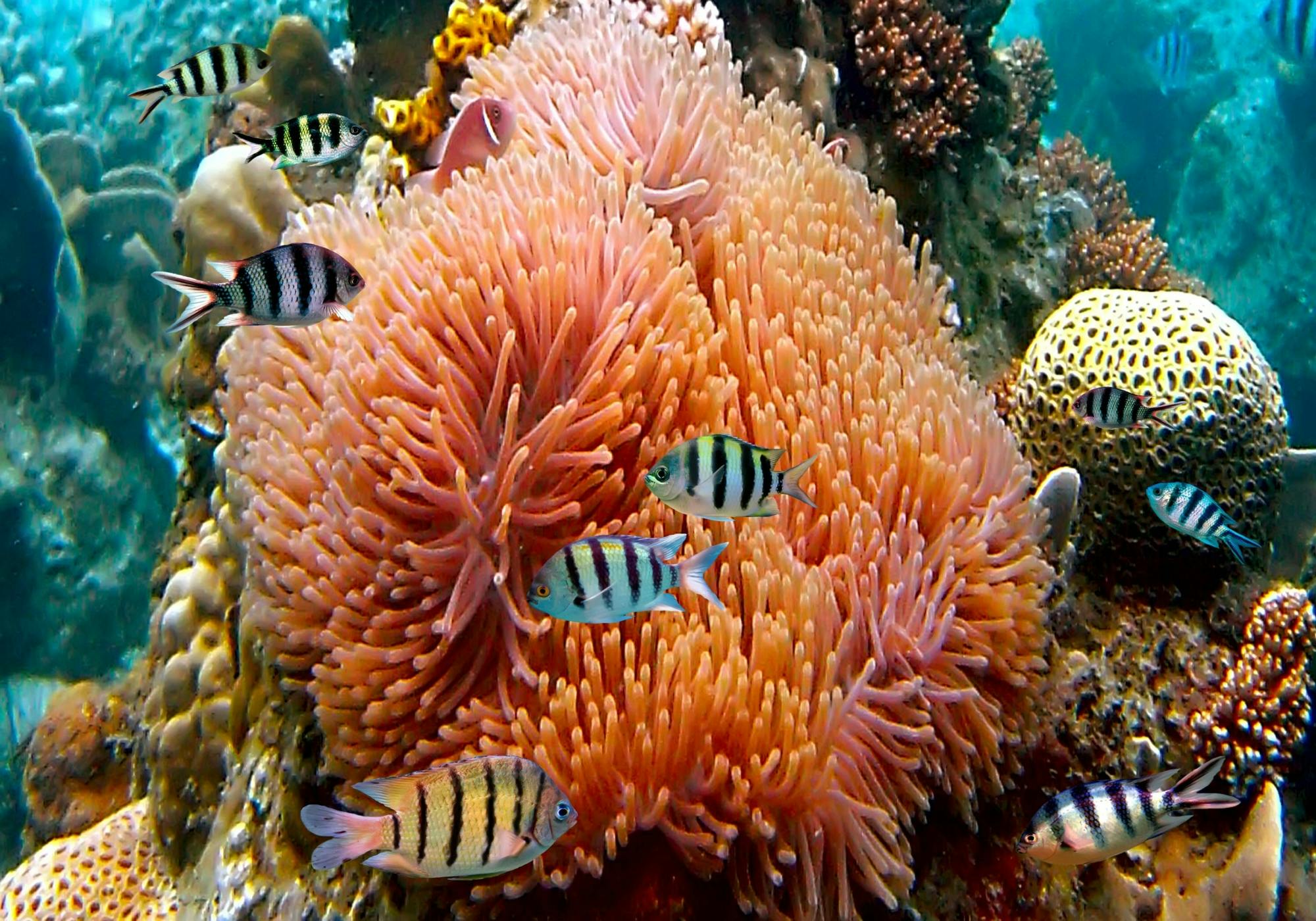 Puerto Morelos Reef Snorkelling Tour with Lunch