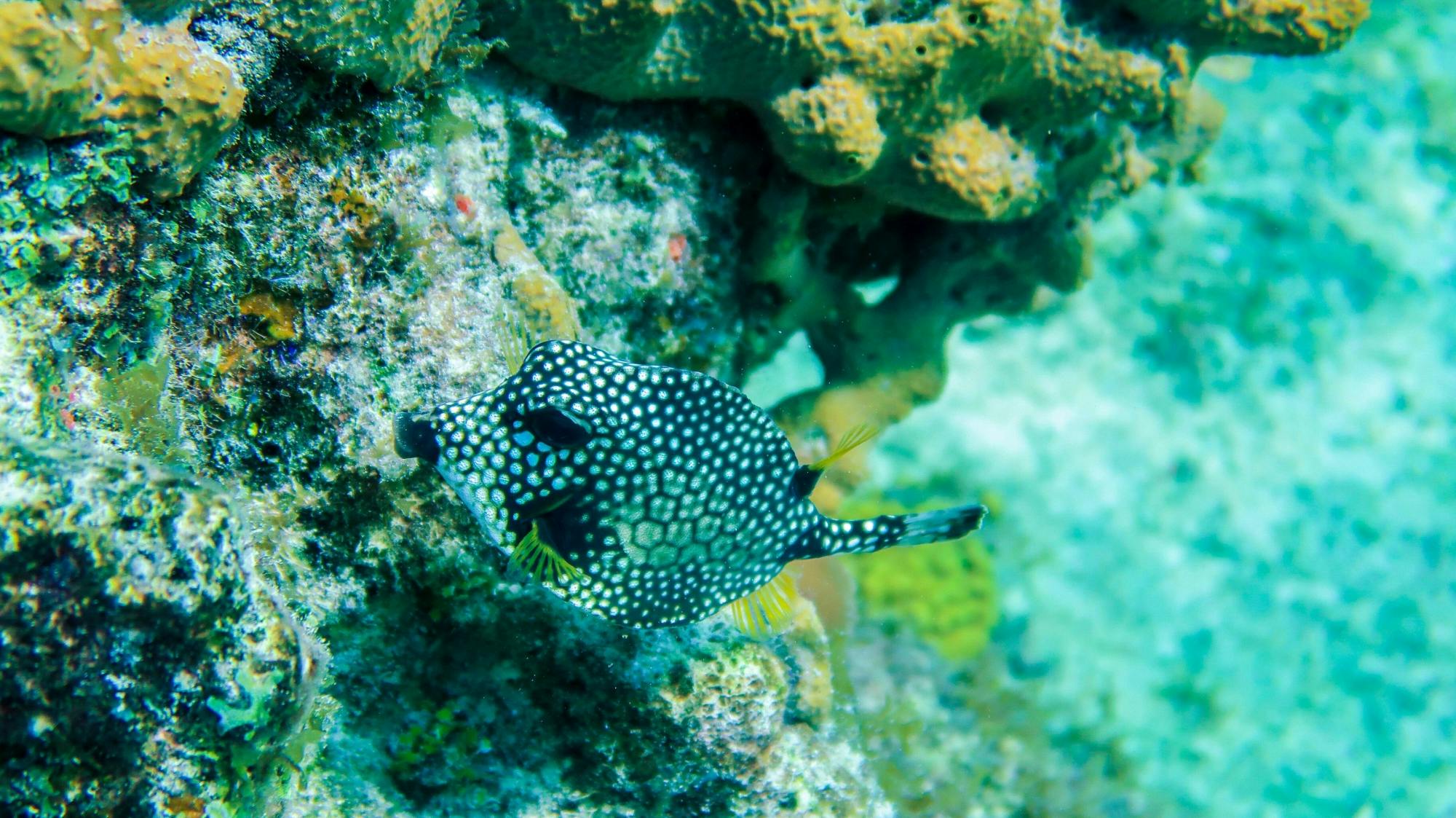 Cozumel Sea Safari with El Cielo Snorkelling