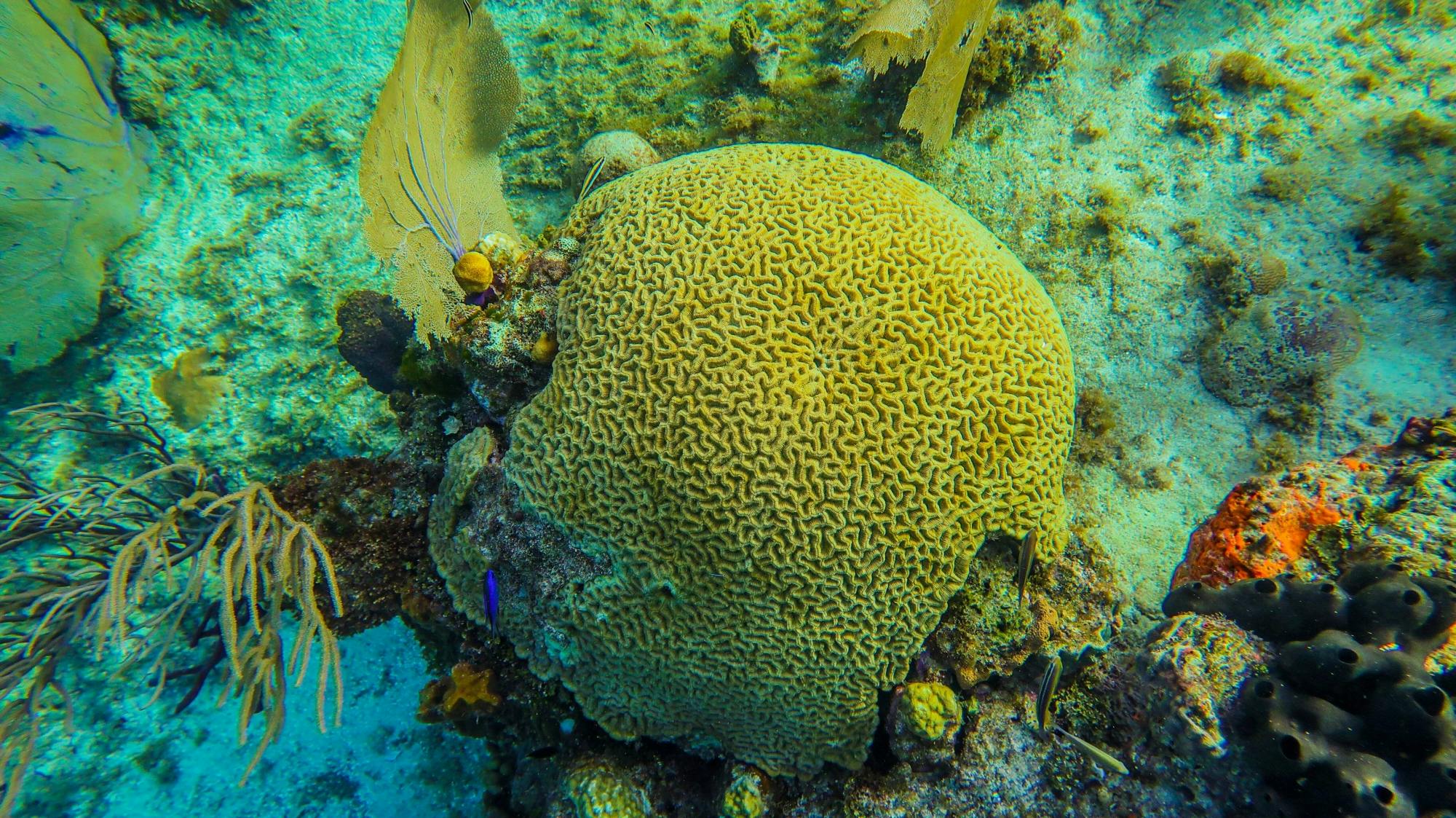 Cozumel Sea Safari with El Cielo Snorkelling