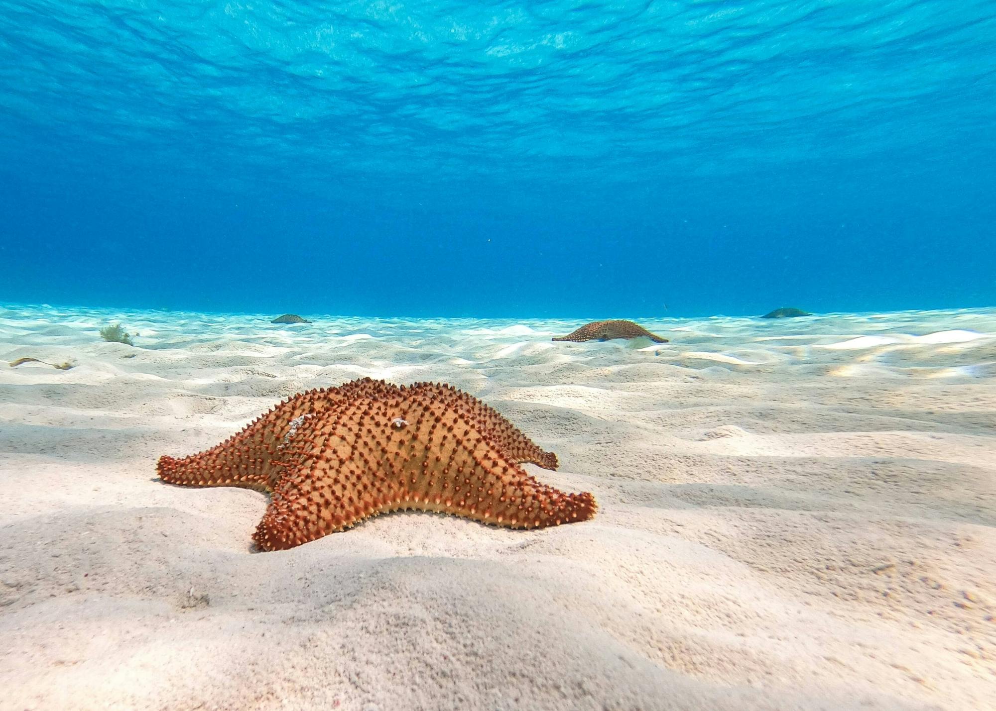 Cozumel Sea Safari with El Cielo Snorkelling