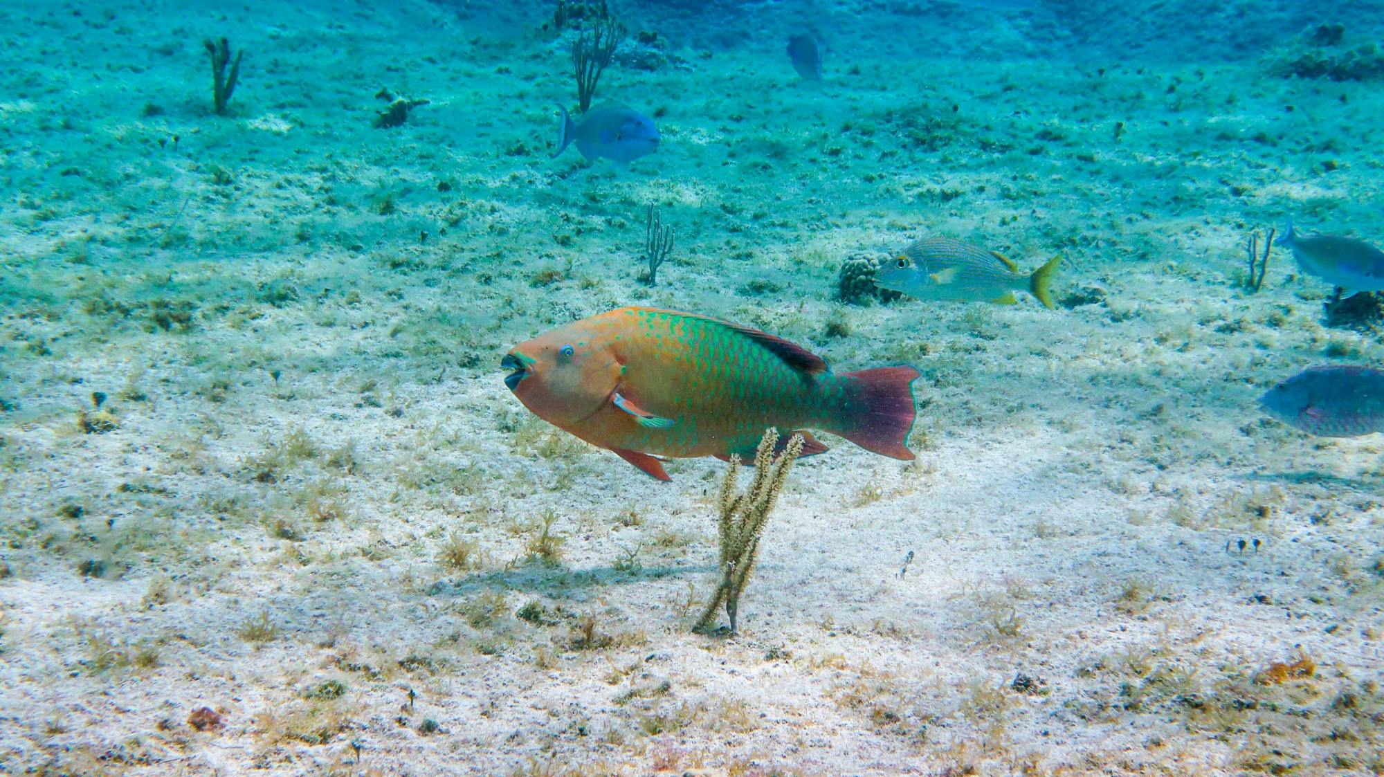 Cozumel Sea Safari with El Cielo Snorkelling