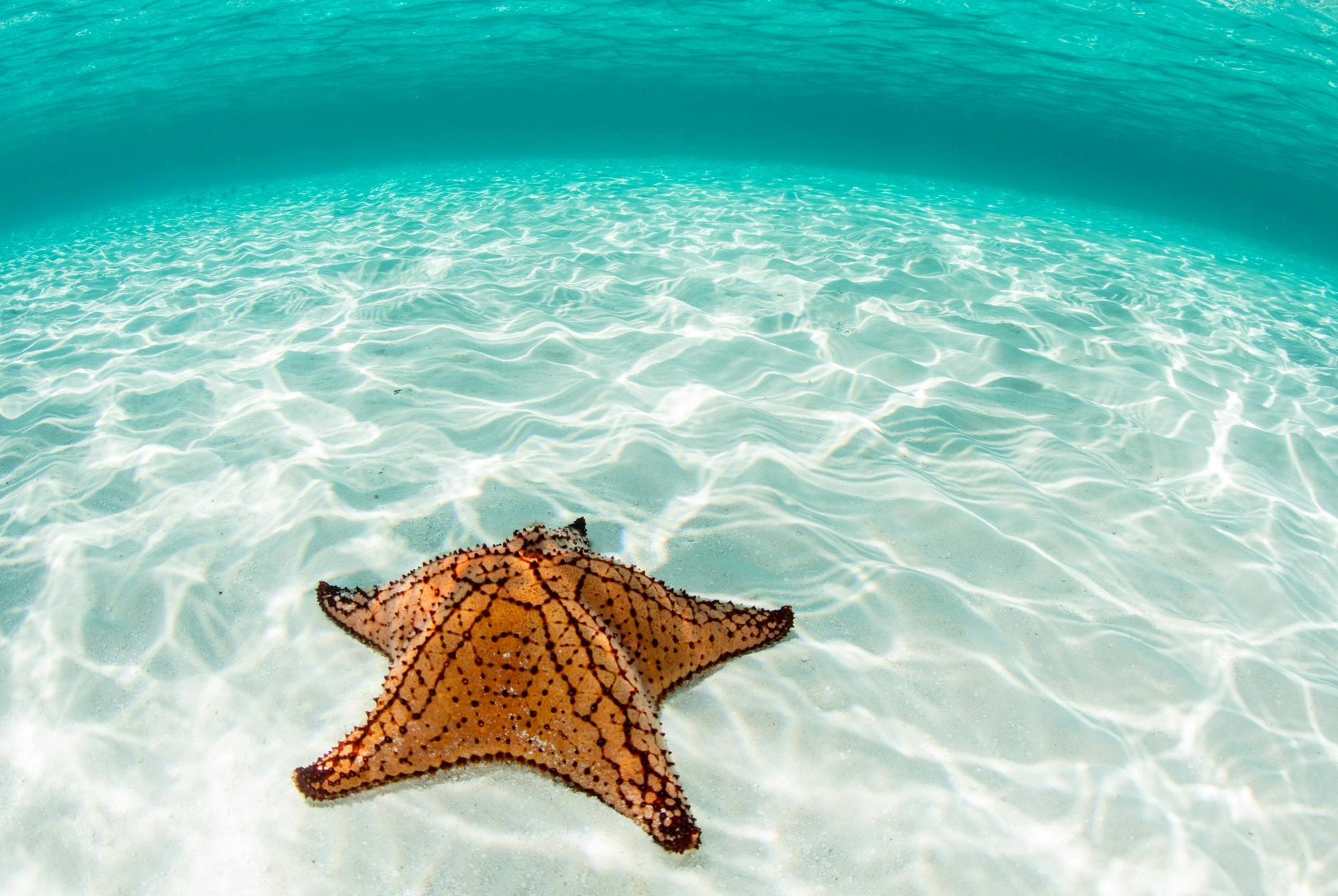 Cozumel Sea Safari with El Cielo Snorkelling