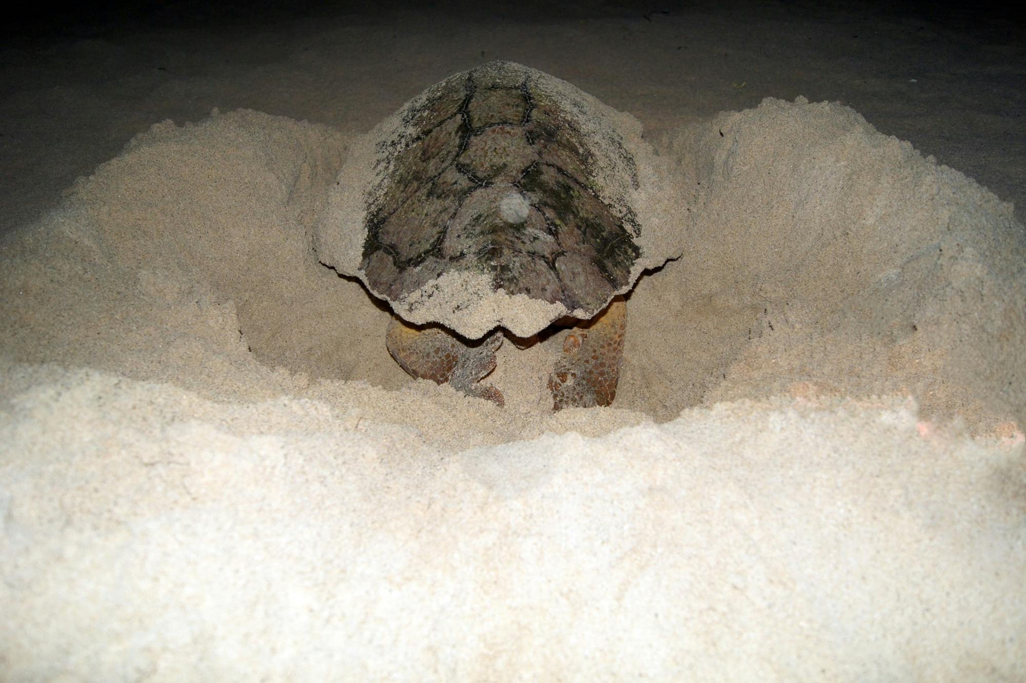 Boa Vista Turtle Watching Tour