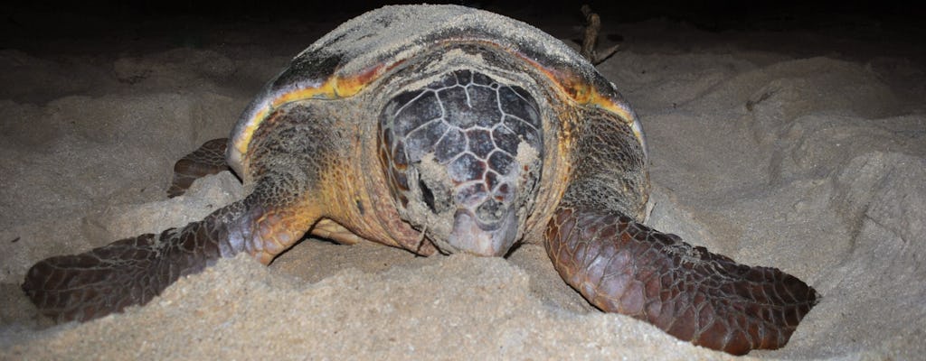 Tour zur Schildkrötenbeobachtung auf Boa Vista