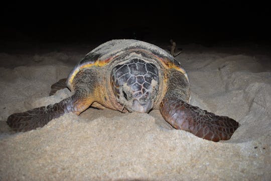 Tour zur Schildkrötenbeobachtung auf Boa Vista