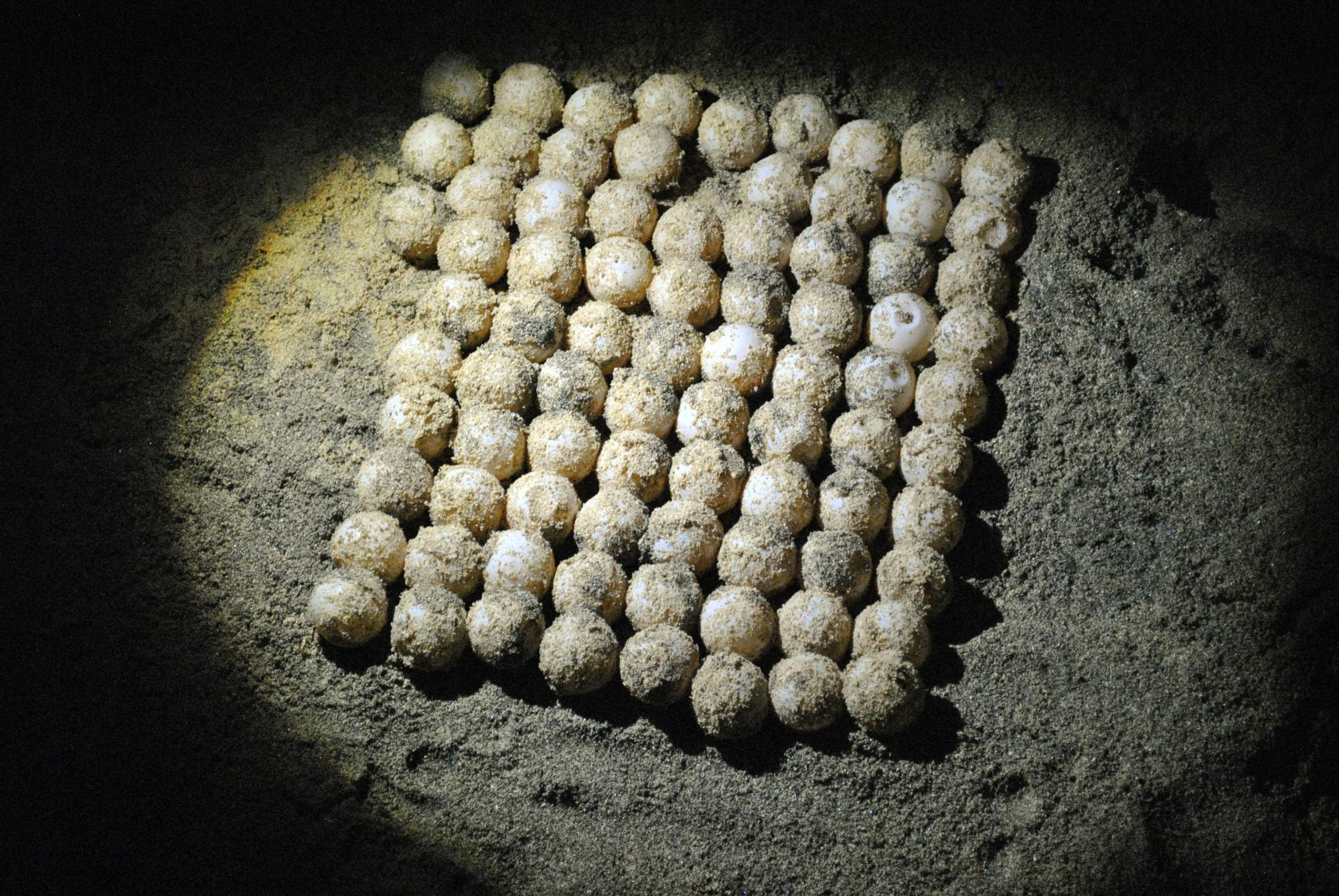 Boa Vista Turtle Watching Tour
