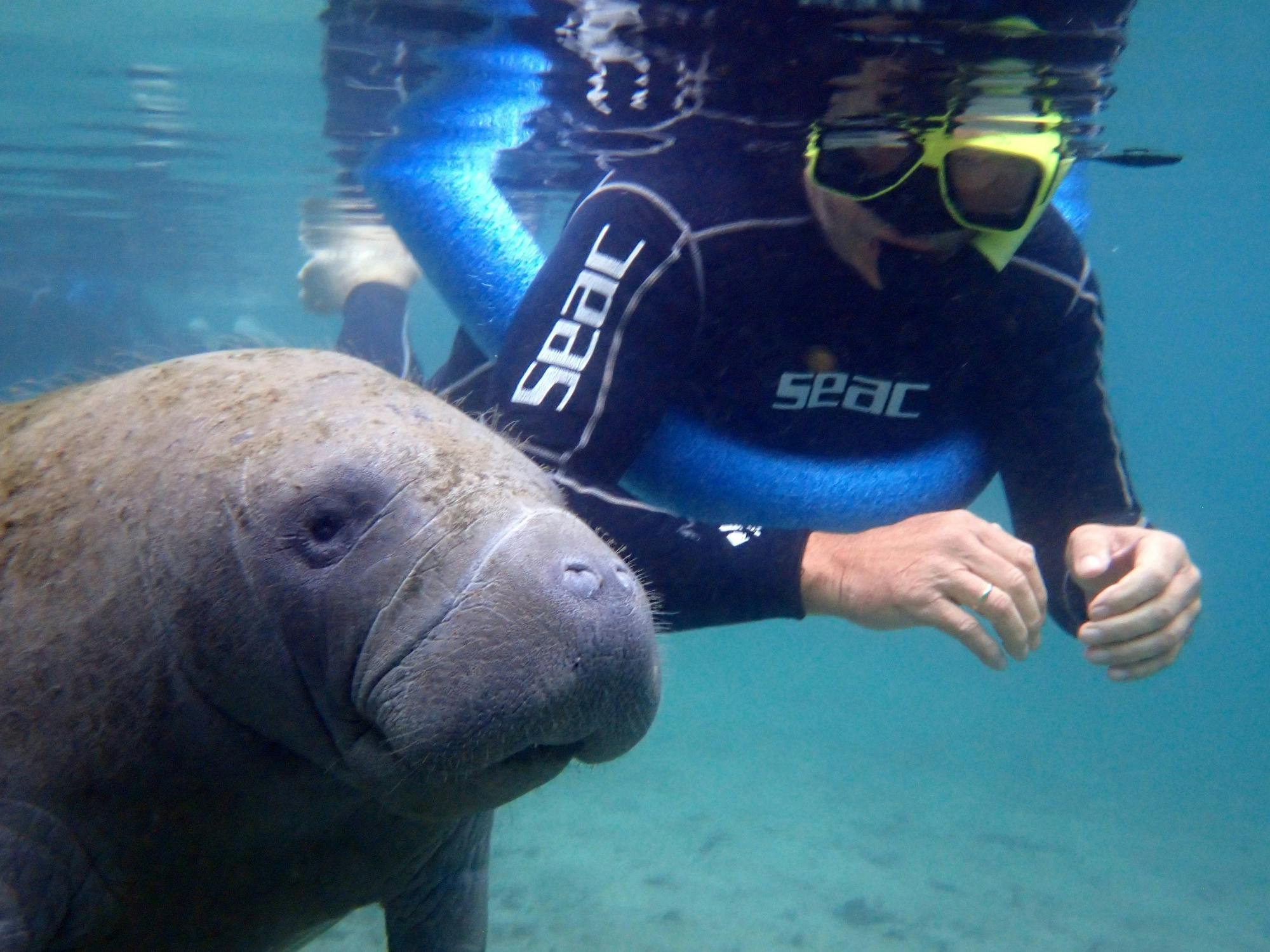 Manatee snorkeling with in-water photographer in Crystal River