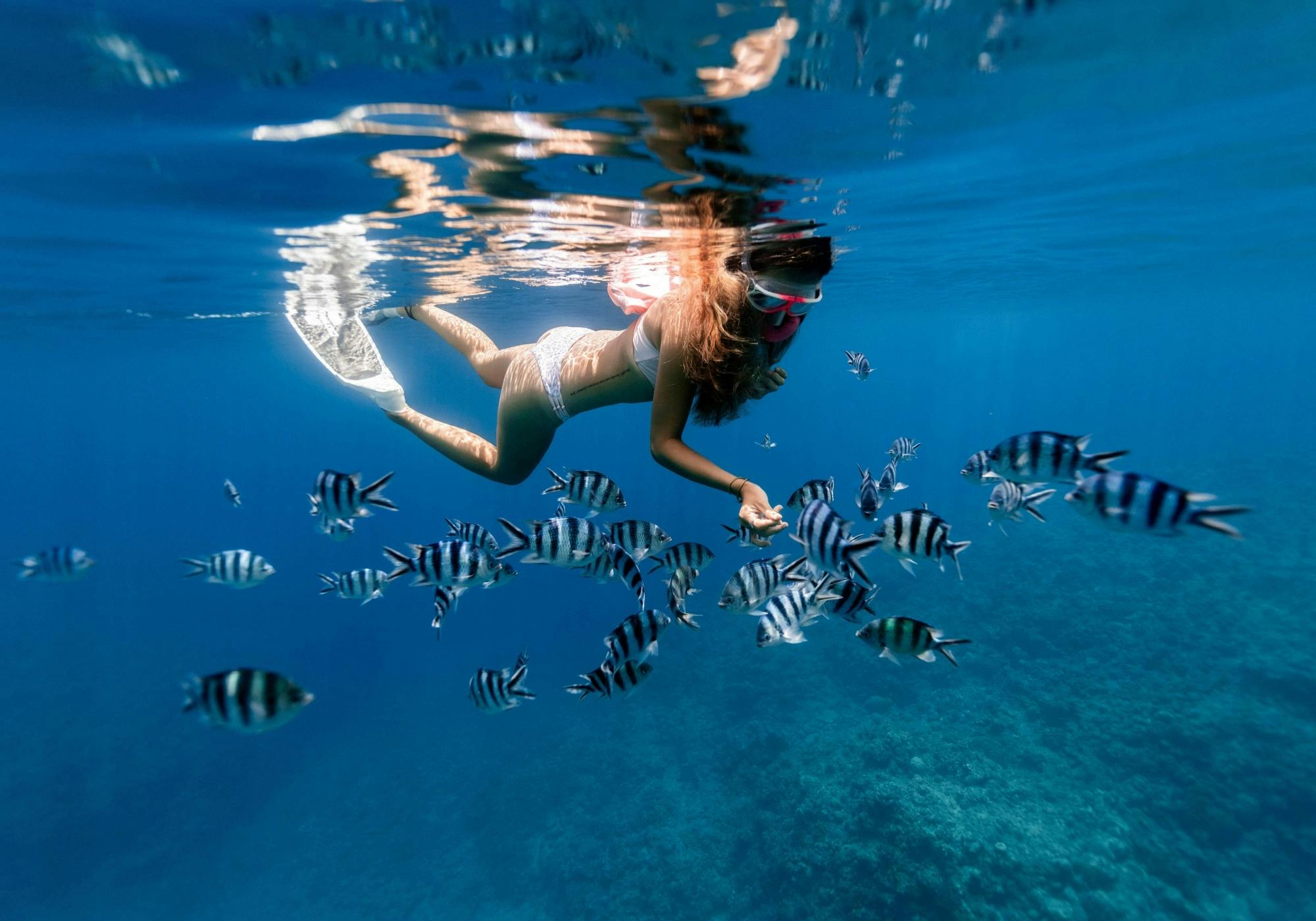 Tour di snorkeling della barriera corallina di Puerto Morelos con pranzo