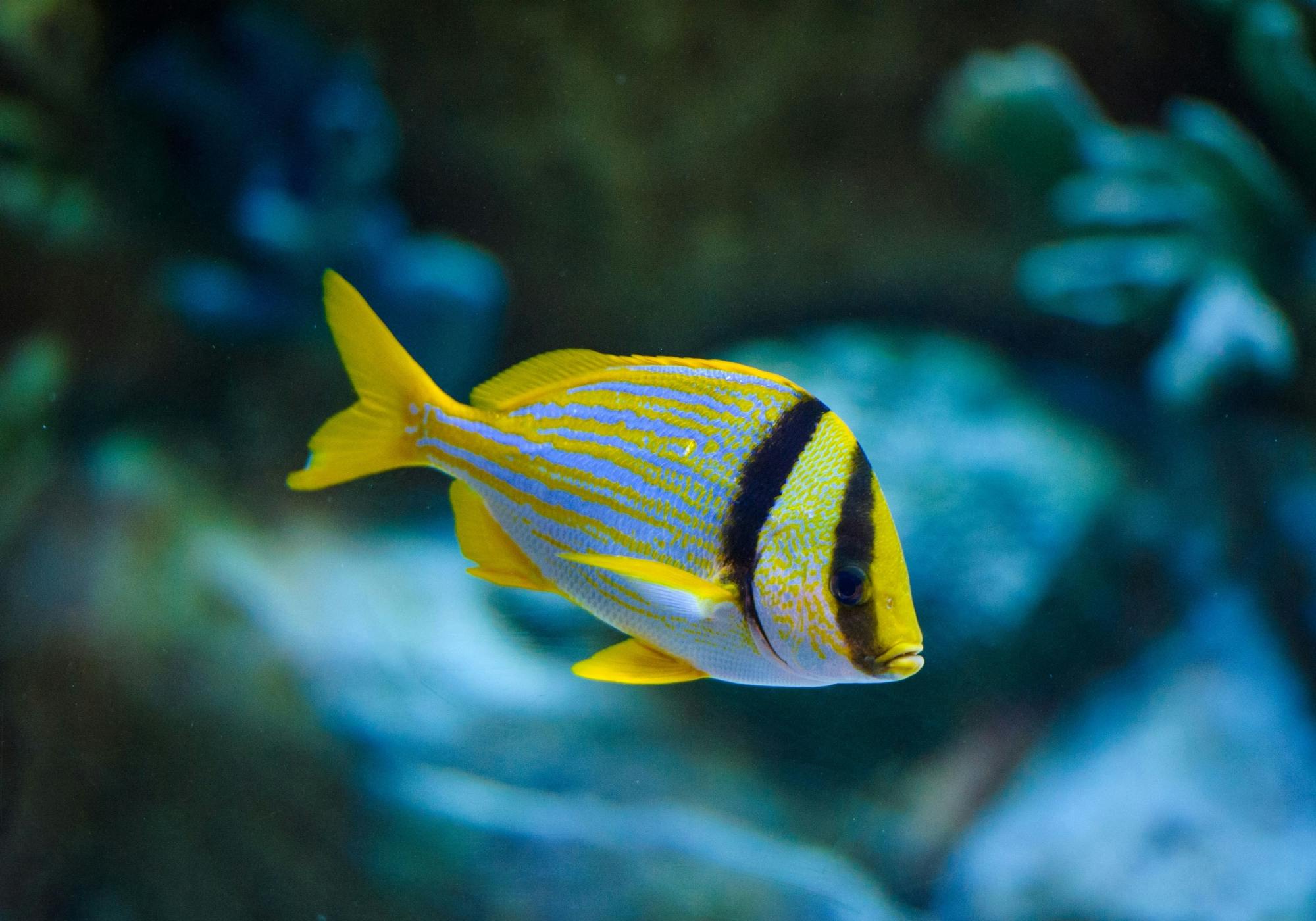 Puerto Morelos Reef Snorkelling Tour with Lunch