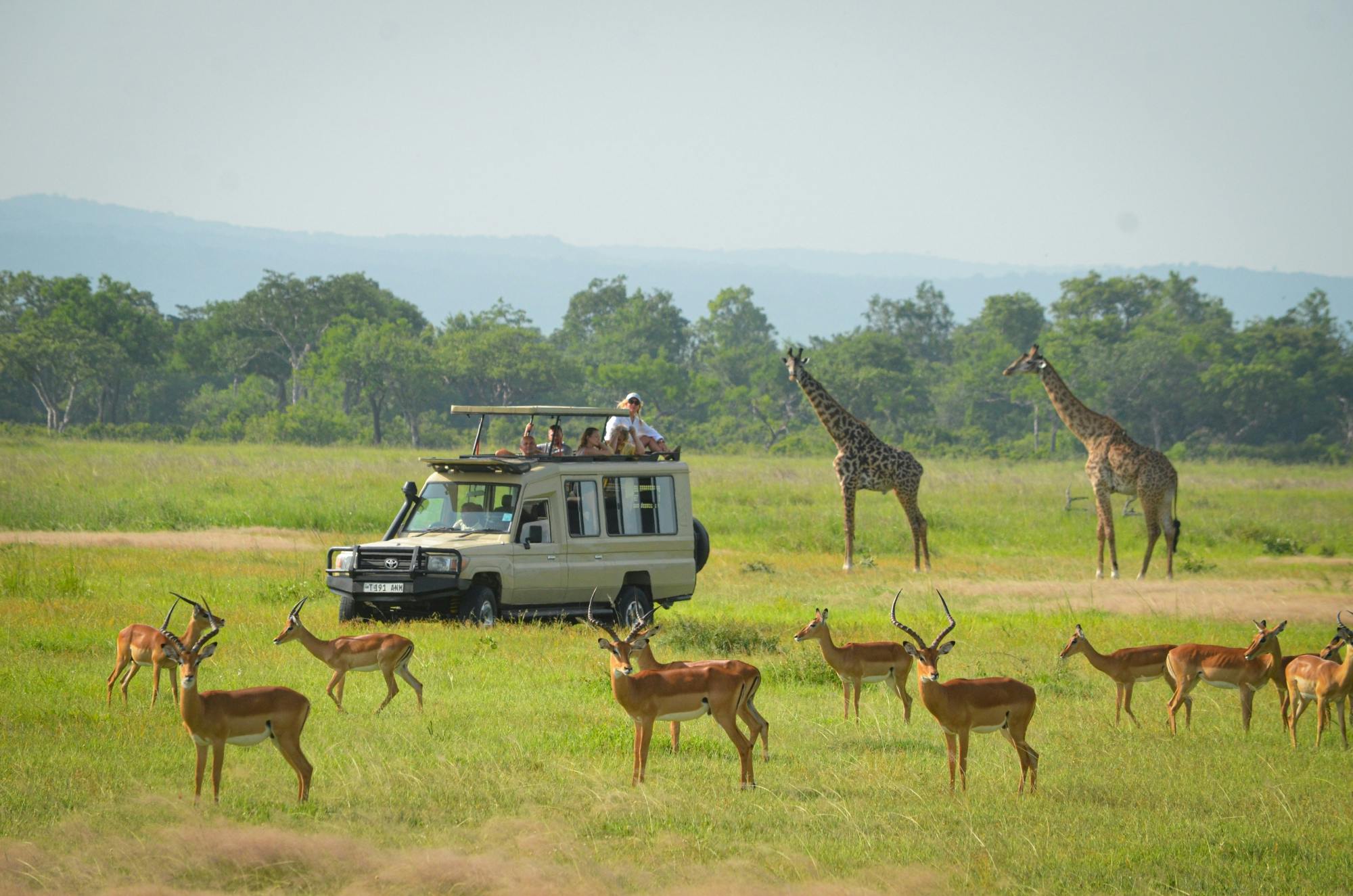 Park Narodowy Mikumi 1-dniowa wycieczka safari z Zanzibaru