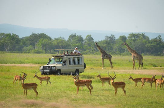 Mikumi National Park 1-daagse safaritour vanuit Zanzibar