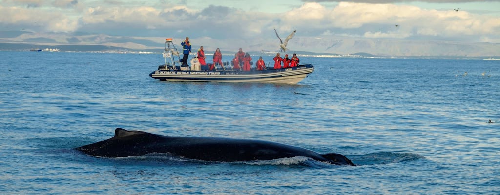 Tour premium di avvistamento di balene e pulcinelle di mare a Reykjavík