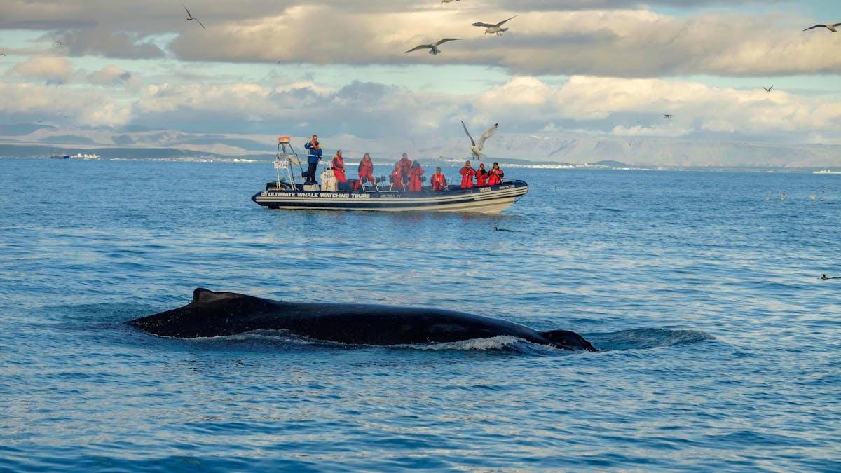 Premium walvis- en papegaaiduikertour in Reykjavík