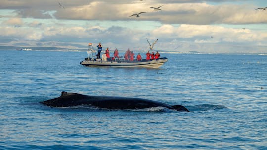 Excursão premium de observação de baleias e papagaios-do-mar em Reykjavík