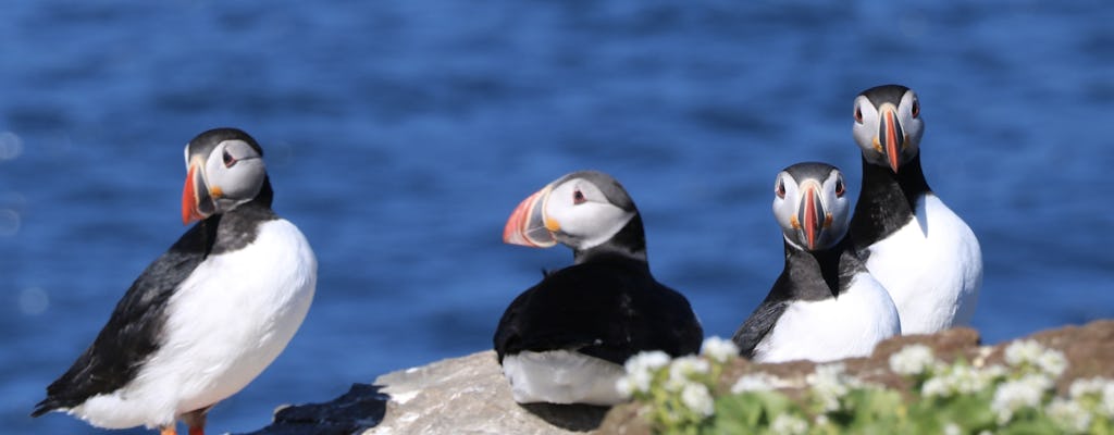 Tour premium delle pulcinelle di mare a Reykjavík