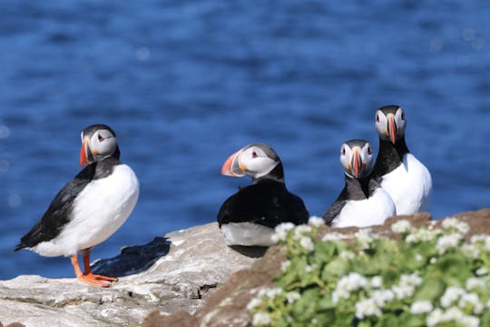 Tour premium de frailecillos en Reikiavik