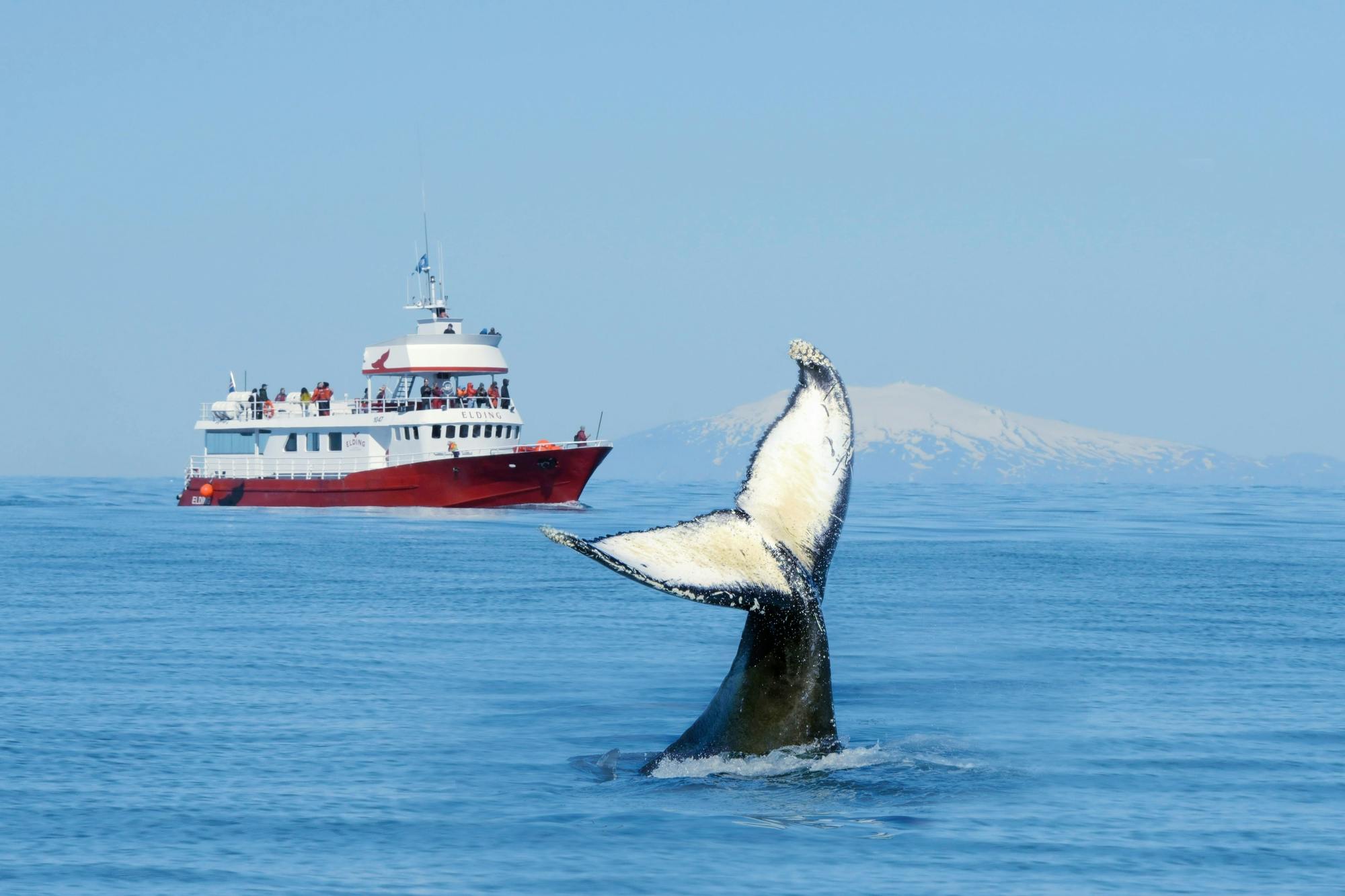 Excursão clássica de observação de baleias em Reykjavík