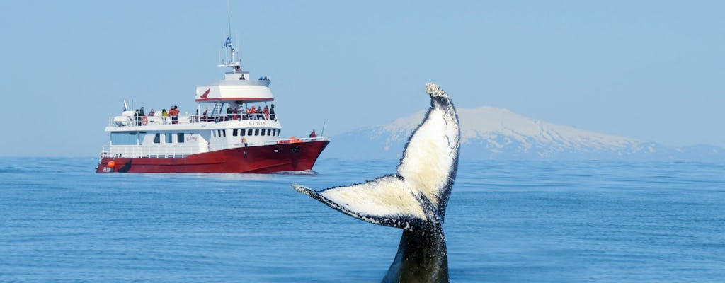 Classic whale watching tour in Reykjavík