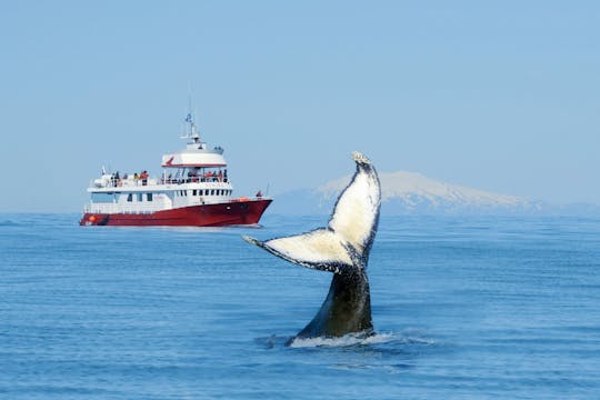 Tour clásico de avistamiento de ballenas en Reikiavik