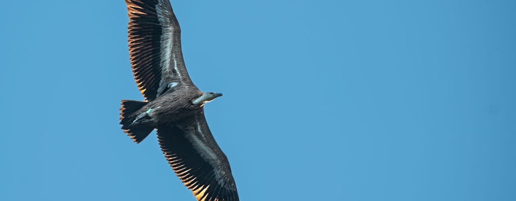 Excursion en bateau d'observation des oiseaux de Beli et des vautours fauves