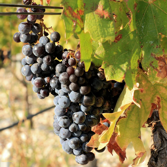 Dalmatian delights food and wine tour with Šibenik sightseeing