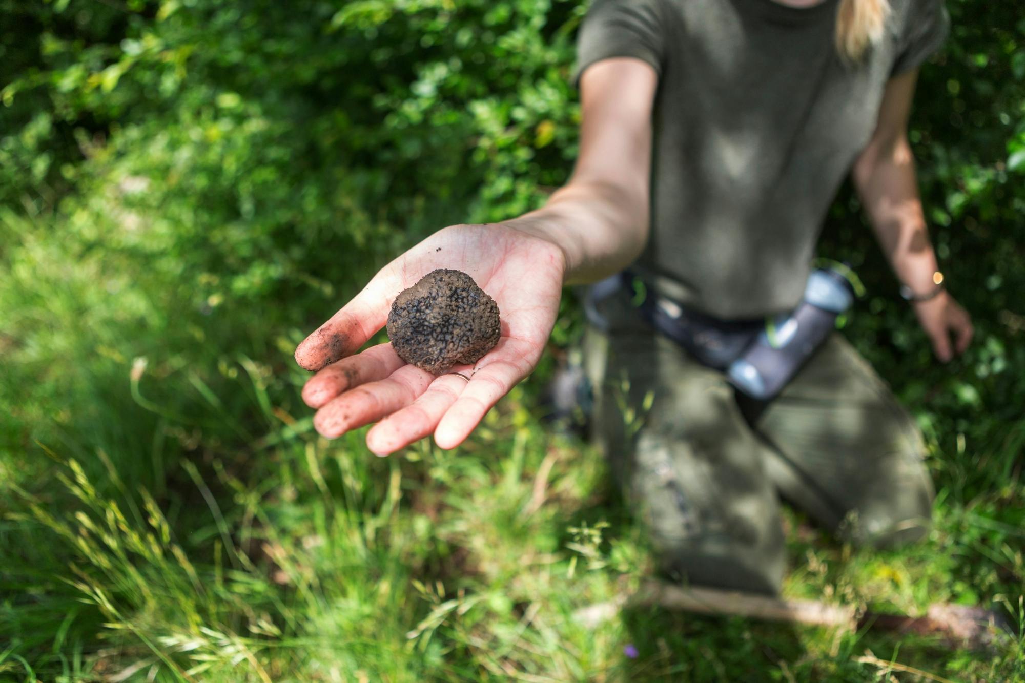 Truffle hunting and gourmet lunch in Tuscany from Florence
