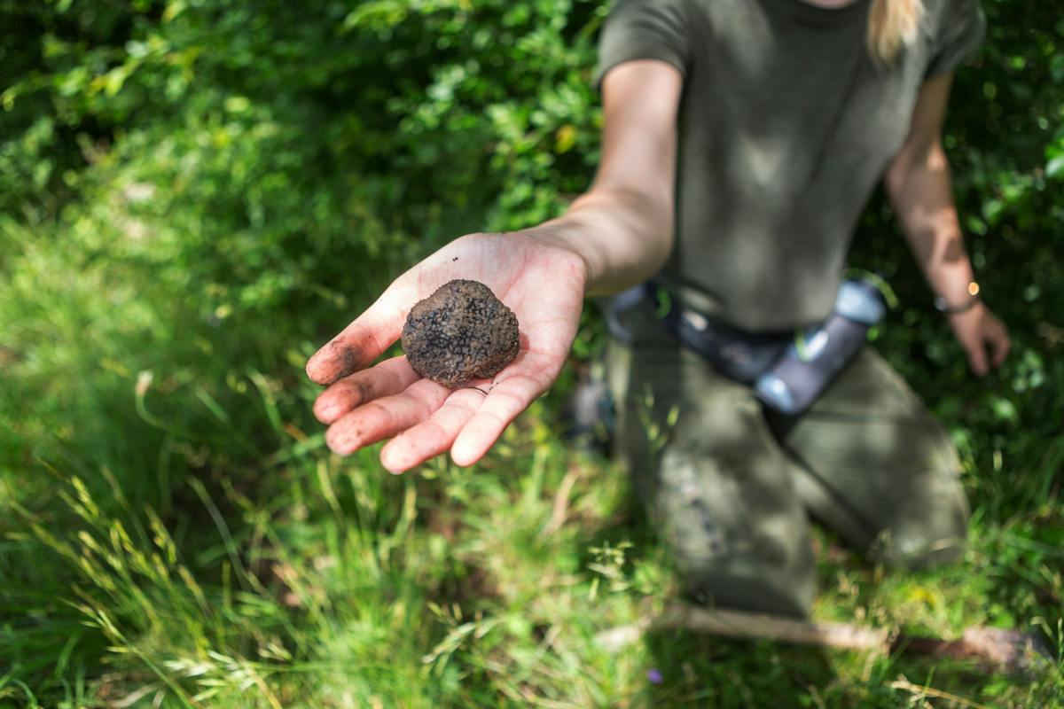 Caccia al tartufo e pranzo gourmet in Toscana con partenza da Firenze