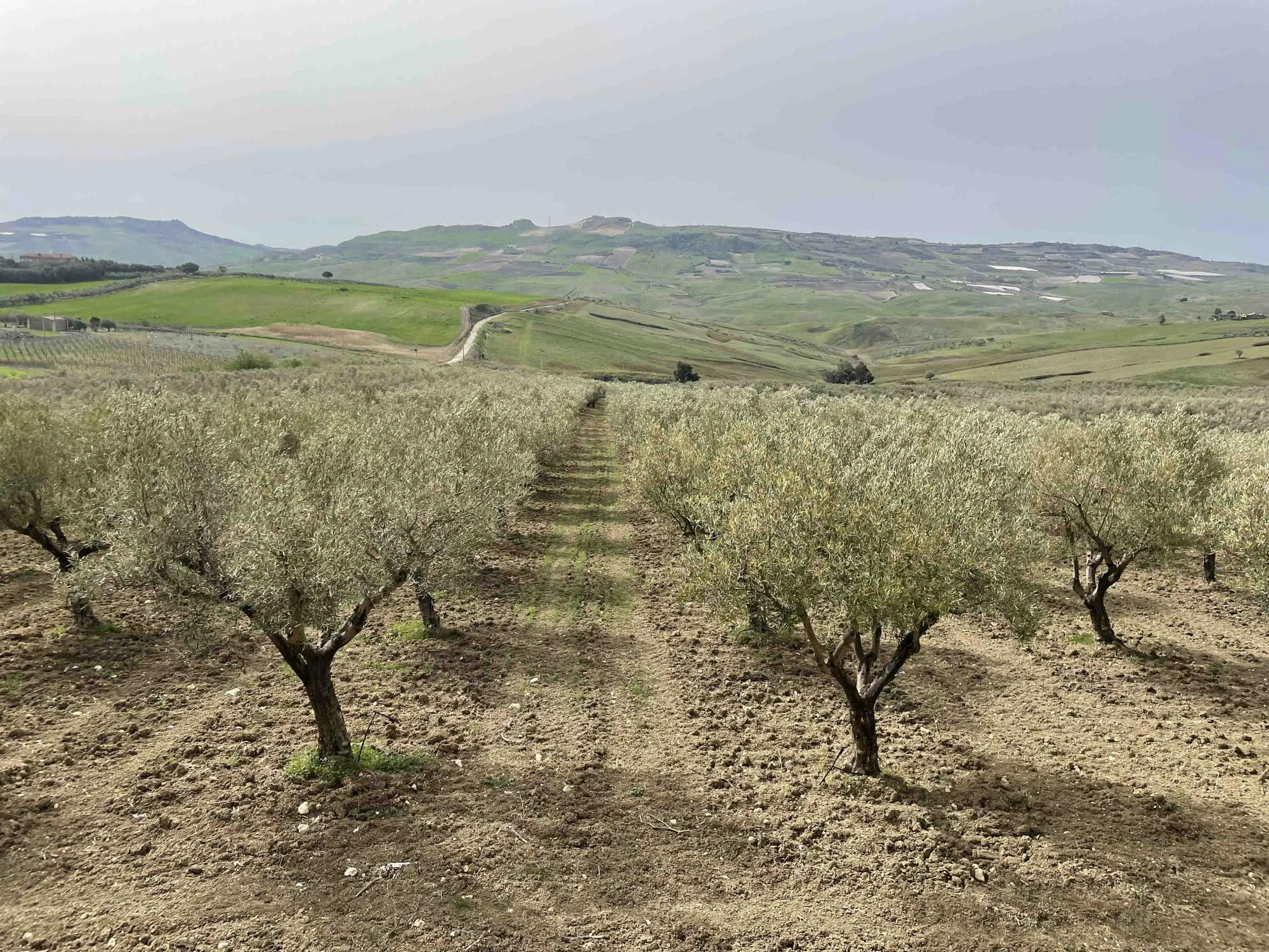 Degustacja oliwy i jedzenia w prowincji Agrigento